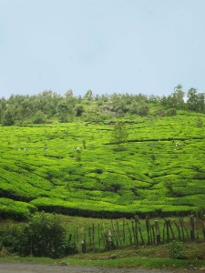 Kerela India tea plantation