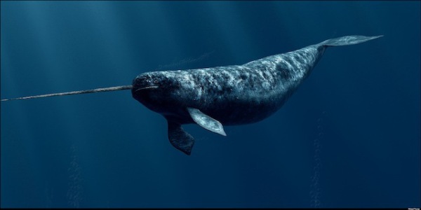 2013-11-12 Crazy - Narwhal 2