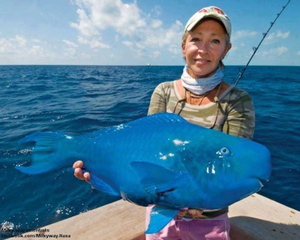2013-11-12 Crazy - The Blue Parrotfish