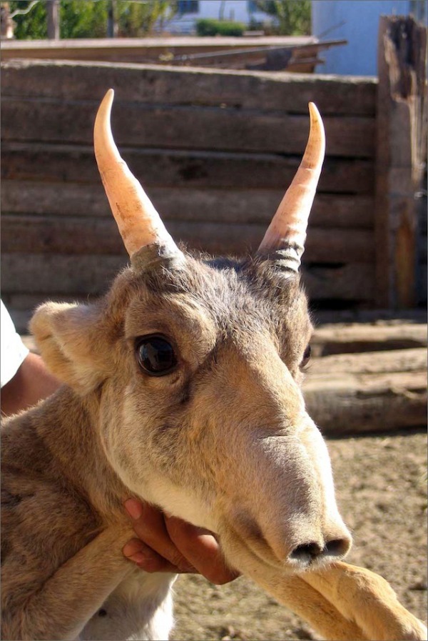 2013-11-12 Crazy - The Saiga Antelope